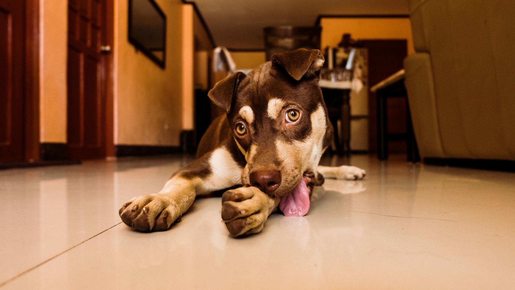 why do dogs lick their paws