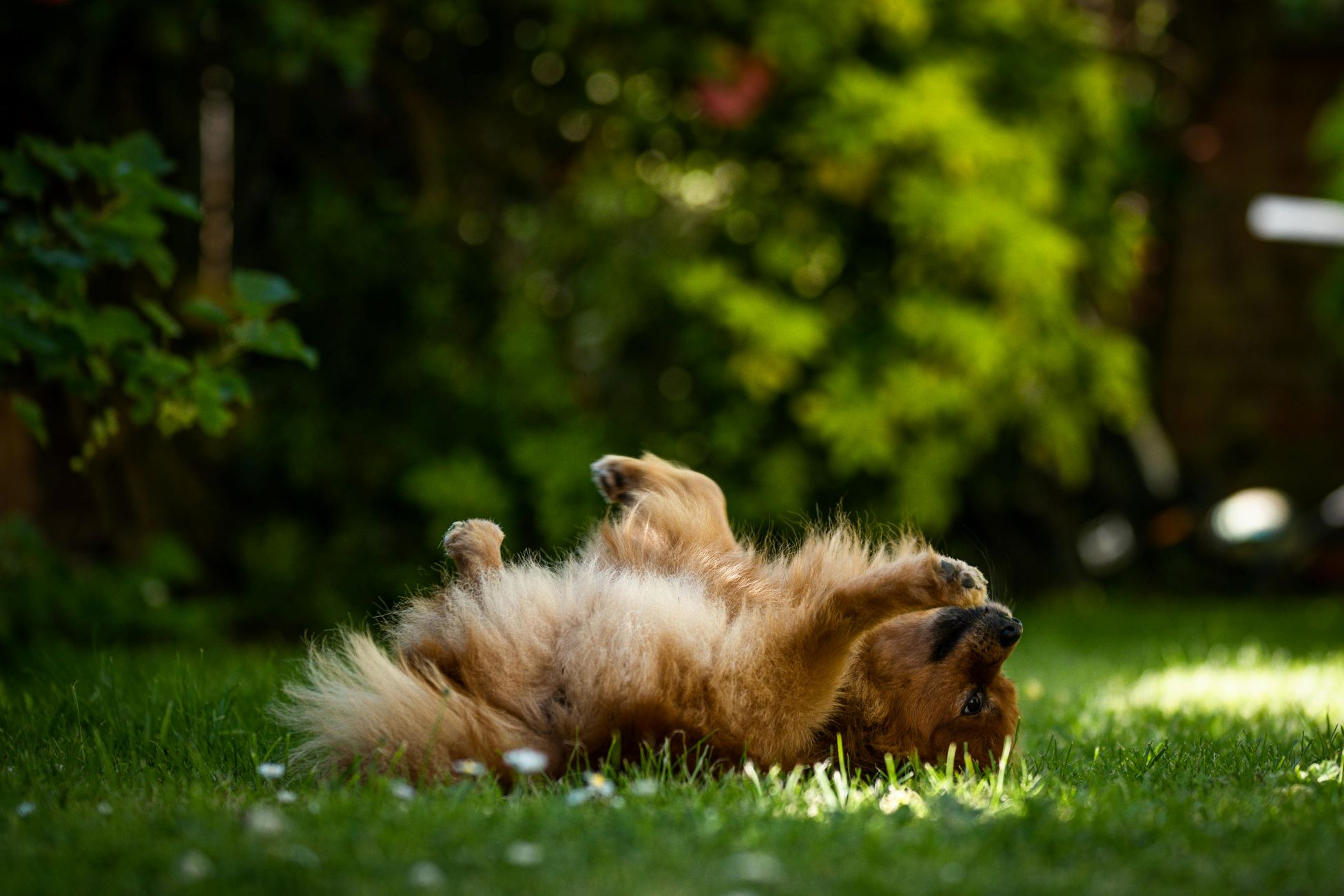 why do dogs roll in fox poo