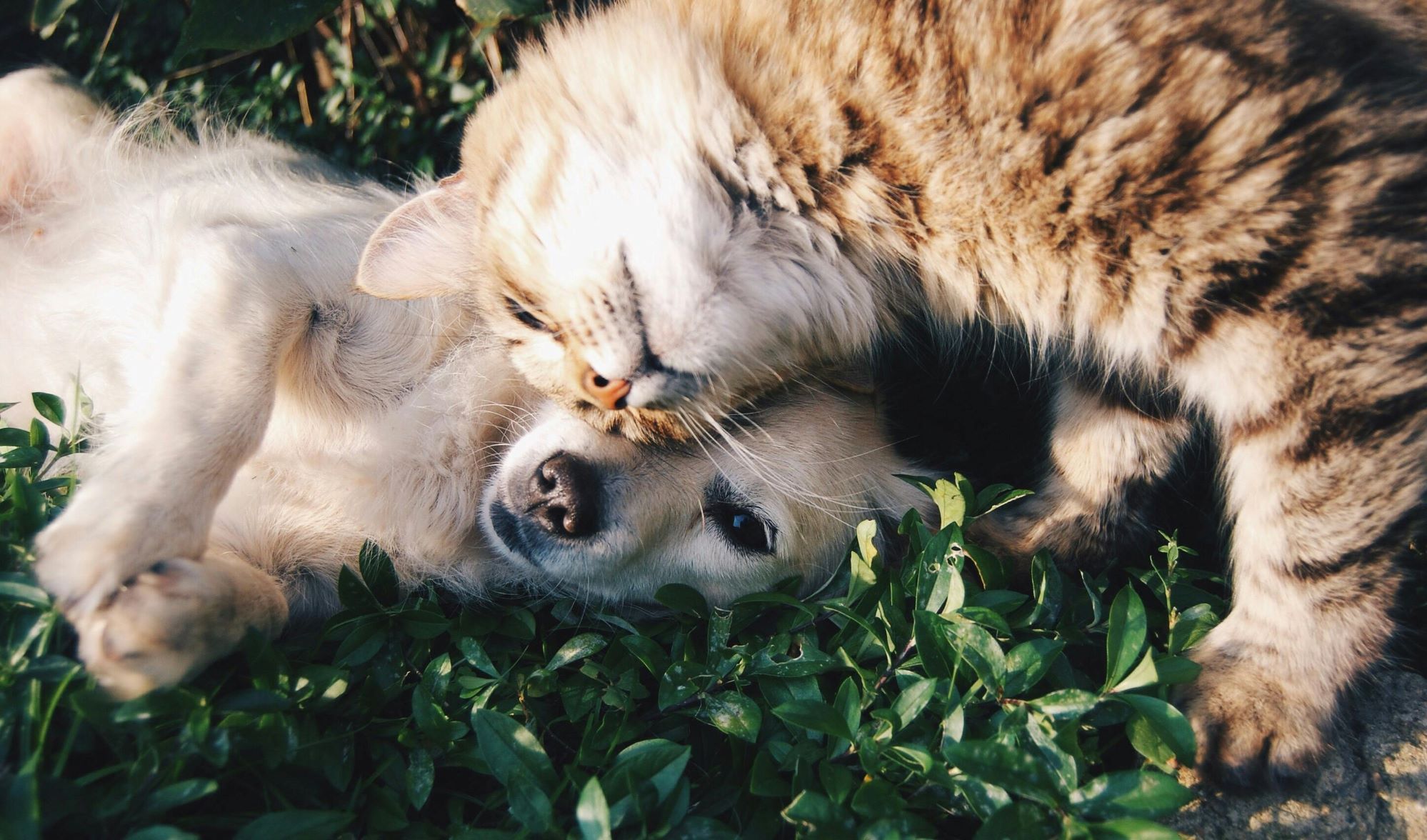 why don't dogs and cats get along